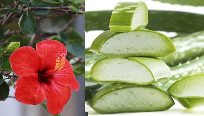 ചൂട് കാലത്ത് തല തണുക്കാന് താളി സൂപ്പറാ ചൂട് കാലത്ത് തല തണുക്കാന് താളി സൂപ്പറാ