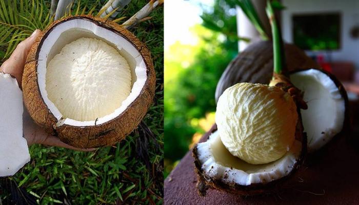 ചില്ലറക്കാരനല്ല ഈ കോക്കനട്ട് ആപ്പിള്! ചില്ലറക്കാരനല്ല ഈ കോക്കനട്ട് ആപ്പിള്!