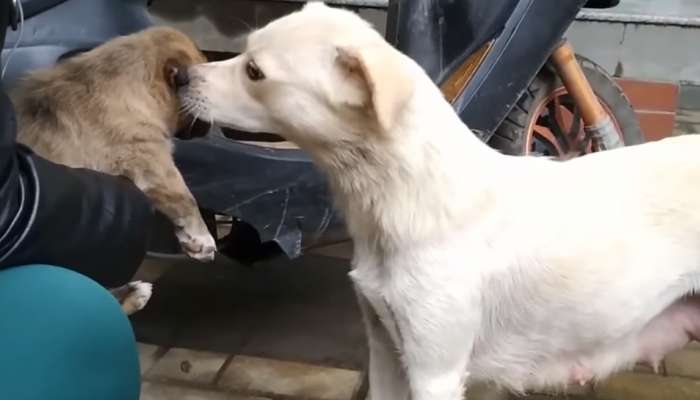 Viral Video: ഈ 'അമ്മ'യുടെ കരുതലും സ്നേഹവും കാണൂ... Viral Video: ഈ 'അമ്മ'യുടെ കരുതലും സ്നേഹവും കാണൂ...