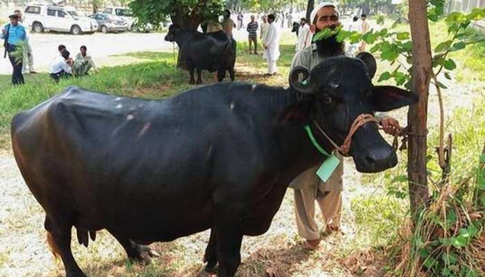 കടക്കെണി; നവാസ് ഷെരീഫിന്റെ എരുമകളെ വിറ്റ് ഇമ്രാന് ഖാന് കടക്കെണി; നവാസ് ഷെരീഫിന്റെ എരുമകളെ വിറ്റ് ഇമ്രാന് ഖാന്